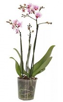 Фаленопсис мини 3 цветоноса - Phalaenopsis Multiflora D9 H15