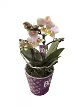 Фаленопсис Мини Арома 2 цветоноса Сэншн - Phalaenopsis Scention D12 H20