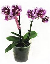 Фаленопсис мини 2 цветонос - Phalaenopsis Pylo’s Novelty D9 H15