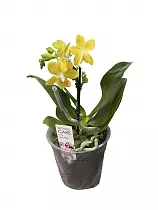 Фаленопсис мини 1 цветонос - Phalaenopsis D9 H20