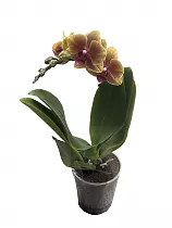 Фаленопсис мини 1 цветонос - Phalaenopsis D9 H20