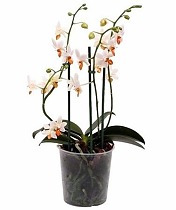 Фаленопсис мини 4 цветоноса - Phalaenopsis Mini Mark  D9 H15
