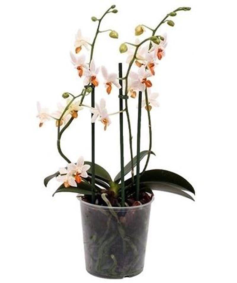 Фаленопсис мини 4 цветоноса - Phalaenopsis Mini Mark  D9 H15