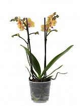 Фаленопсис мини 2 цветоноса - Phalaenopsis Multiflora Orange  D9 H15