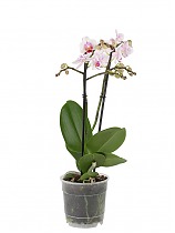 Фаленопсис мини 2 цветоноса - Phalaenopsis Multiflora D9 H15