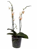 Фаленопсис мини 2 цветоноса - Phalaenopsis Mini Mark  D9 H15