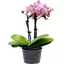 Фаленопсис арома мультифлора 2 цветоноса - Phalaenopsis Multiflora D12 H20