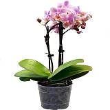 Фаленопсис арома мультифлора 2 цветоноса - Phalaenopsis Multiflora D12 H20