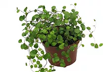 Мюленбекия спутанная - Muehlenbeckia complexa maori D12 H25
