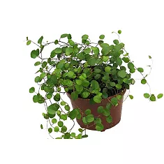 Мюленбекия спутанная - Muehlenbeckia complexa maori D12 H25