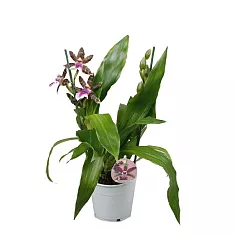 Зегаппеталум - Zygopetalum louisendorf