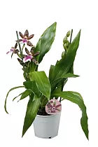 Зегаппеталум - Zygopetalum louisendorf