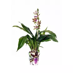 Зигопеталум - Zygopetalum