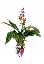Зигопеталум - Zygopetalum
