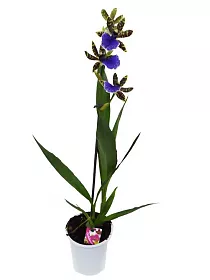 Зигопеталум - Zygopetalum louisendorf