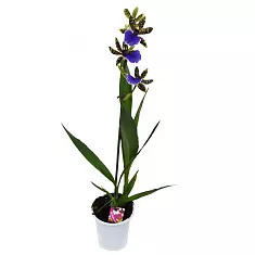 Зигопеталум - Zygopetalum louisendorf