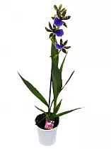 Зигопеталум - Zygopetalum louisendorf