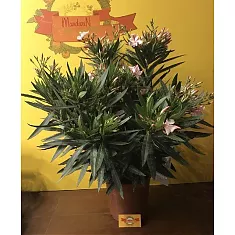 Олеандр Нериум розовая - Nerium Oleander D30 H60