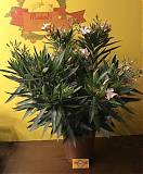 Олеандр Нериум розовая - Nerium Oleander D30 H60