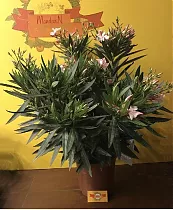 Олеандр Нериум розовая - Nerium Oleander D30 H60