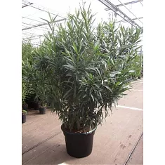 Олеандр Нериум розовая - Nerium Oleander D55 H170