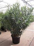 Олеандр Нериум розовая - Nerium Oleander D55 H170