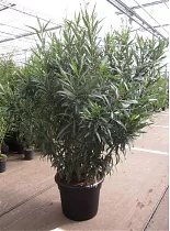 Олеандр Нериум розовая - Nerium Oleander D55 H170