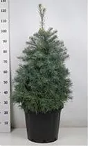 Пихта одноцветная D38 H90