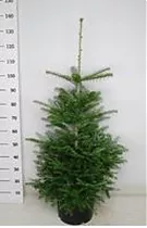 Пихта корейская D38 H110