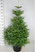 Пихта корейская D38 H140