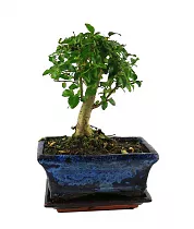 Бонсай Лигуструм D10 H15