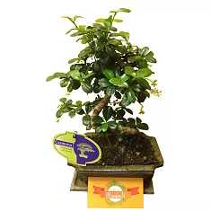 Бонсай Кармона D18 H25