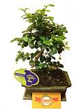 Бонсай Кармона D18 H25