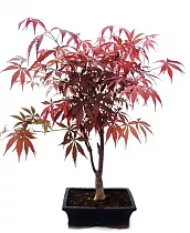 Бонсай Клен D20 H35