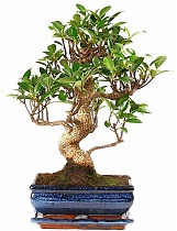 Бонсай Фикус Ретуза - Bonsai Ficus retusa D20 H35