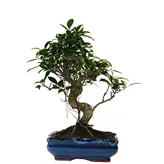 Бонсай Фикус Ретуза - Bonsai Ficus retusa D15 H25