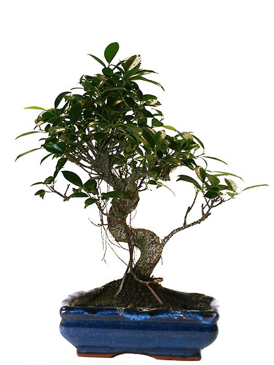 Бонсай Фикус Ретуза - Bonsai Ficus retusa D15 H25