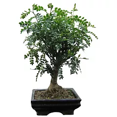 Бонсай Перечное дерево (Шинус) - Bonsai Schinus D20 H25