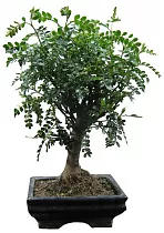 Бонсай Перечное дерево (Шинус) - Bonsai Schinus D20 H25