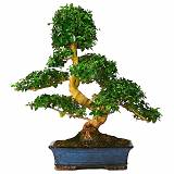 Бонсай Лигуструм D35 H45