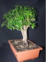 Бонсай Серисса D12 H17