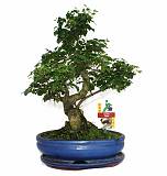 Бонсай Лигуструм D20 H30