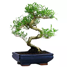 Бонсай Серисса - Bonsai Serissa D20 H30