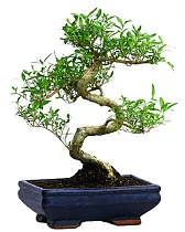 Бонсай Серисса - Bonsai Serissa D20 H30