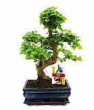 Бонсай Лигуструм D15 H25