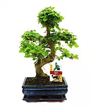 Бонсай Лигуструм D15 H25