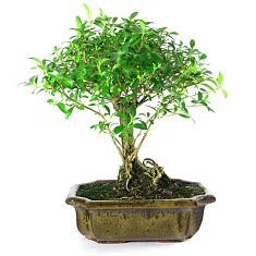 Бонсай Серисса - Bonsai Serissa D15 H25