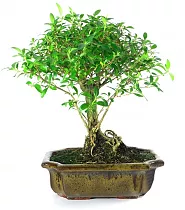 Бонсай Серисса - Bonsai Serissa D15 H25