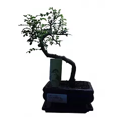 Бонсай Перечное дерево (Шинус)- Bonsai Schinus D25 H30