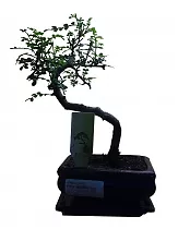Бонсай Перечное дерево (Шинус)- Bonsai Schinus D25 H30